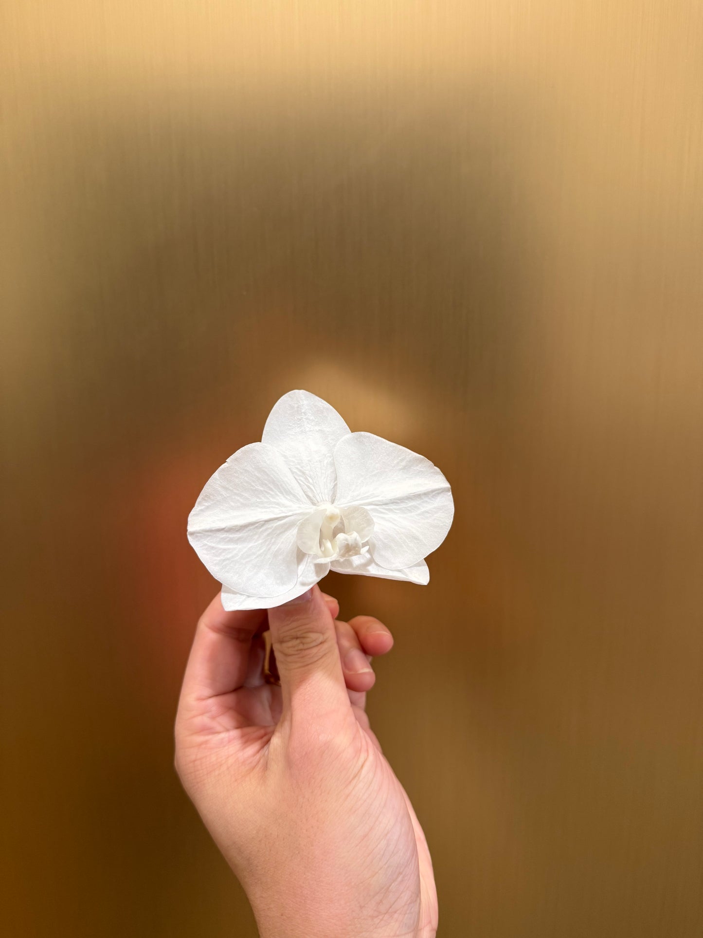 Preserved orchid