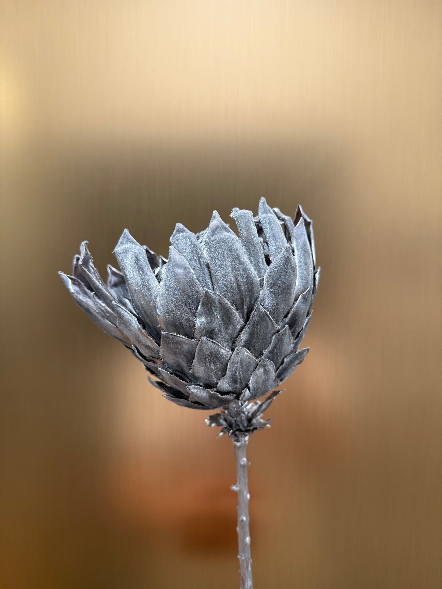Preserved King Protea (silver)