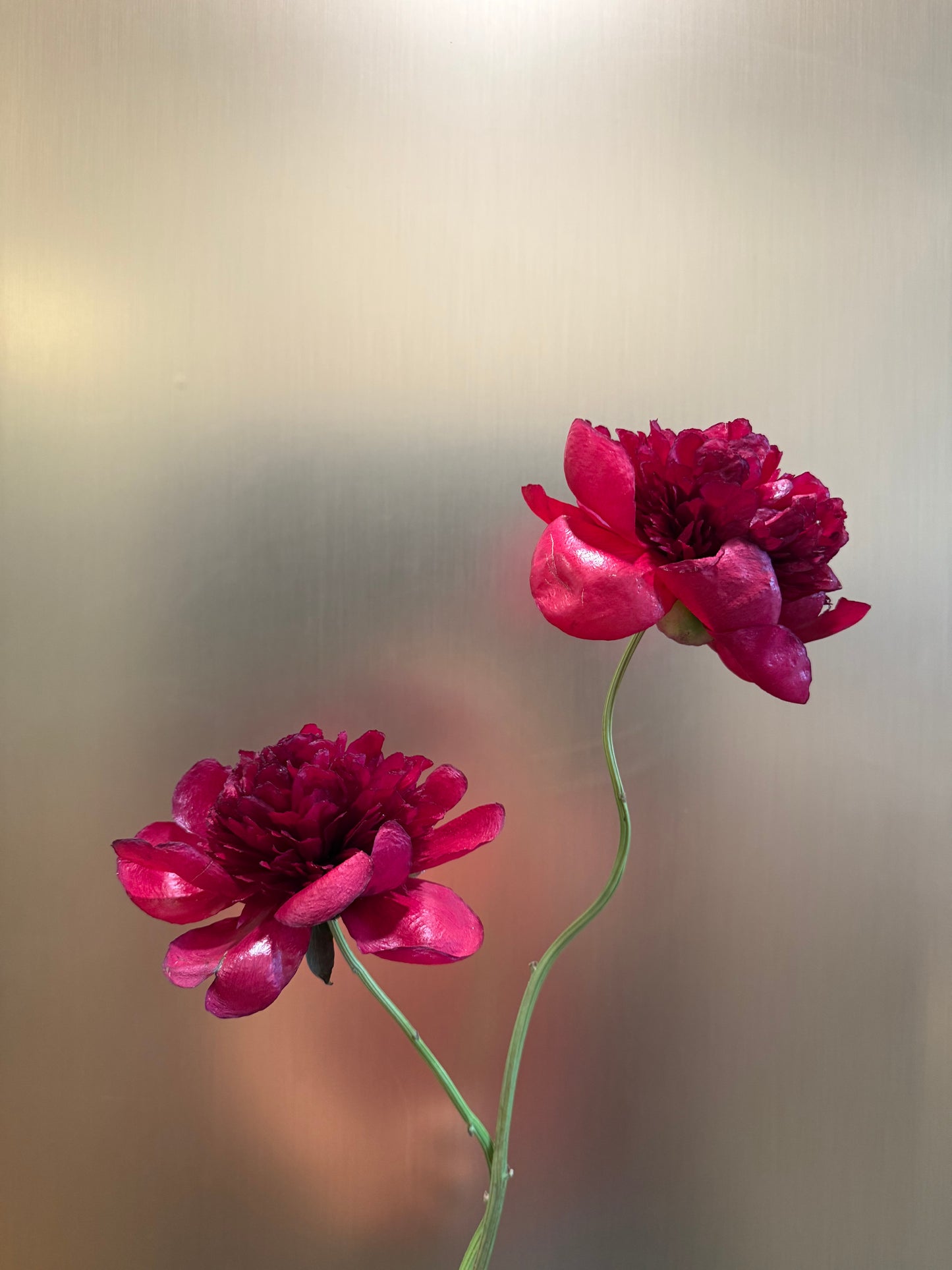 Red Charm