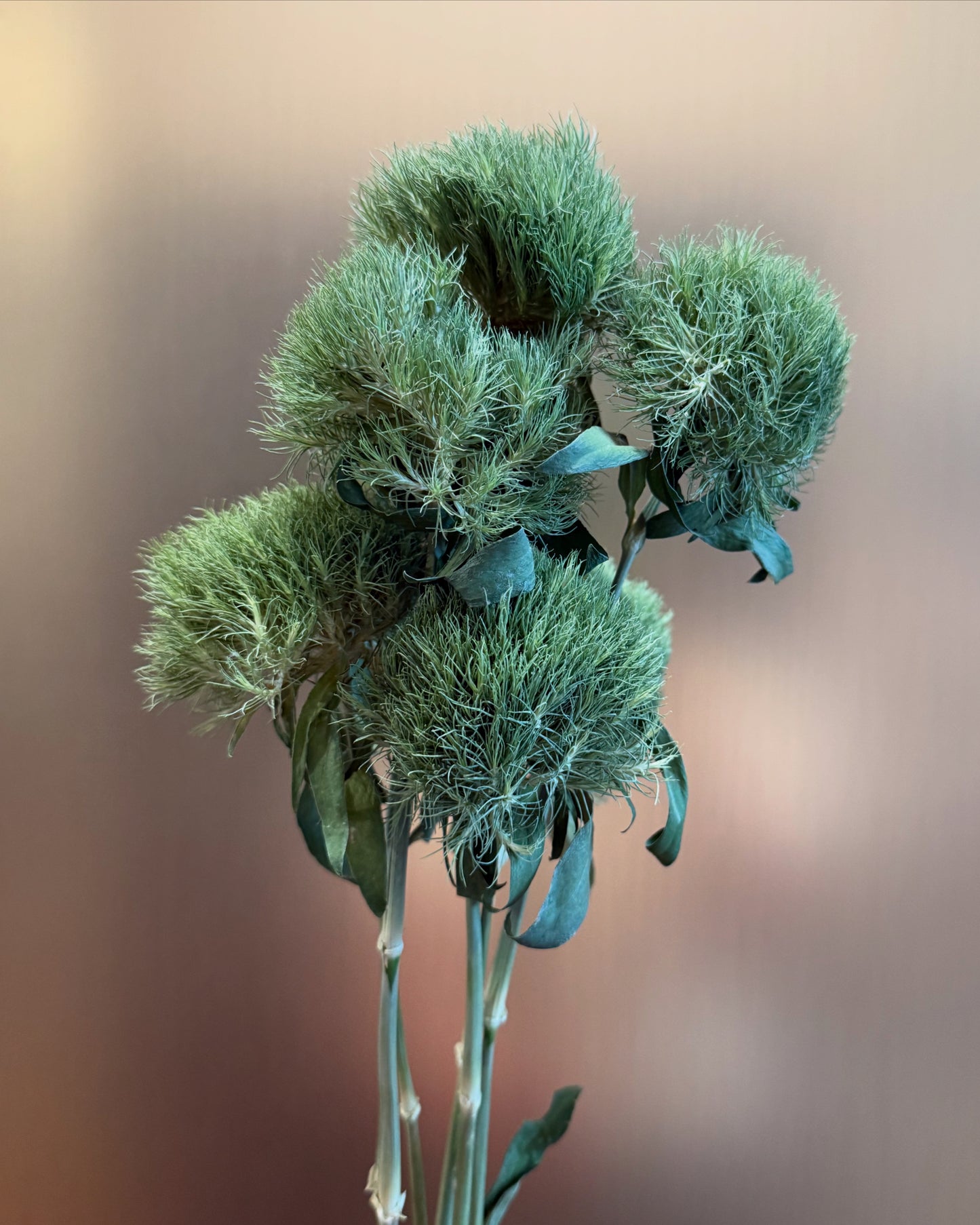 Preserved Green Ball Dianthus