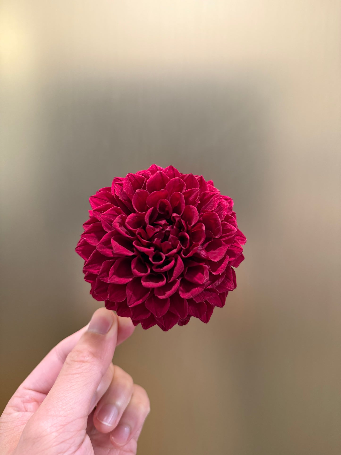 Preserved Dahlia (strawberry)