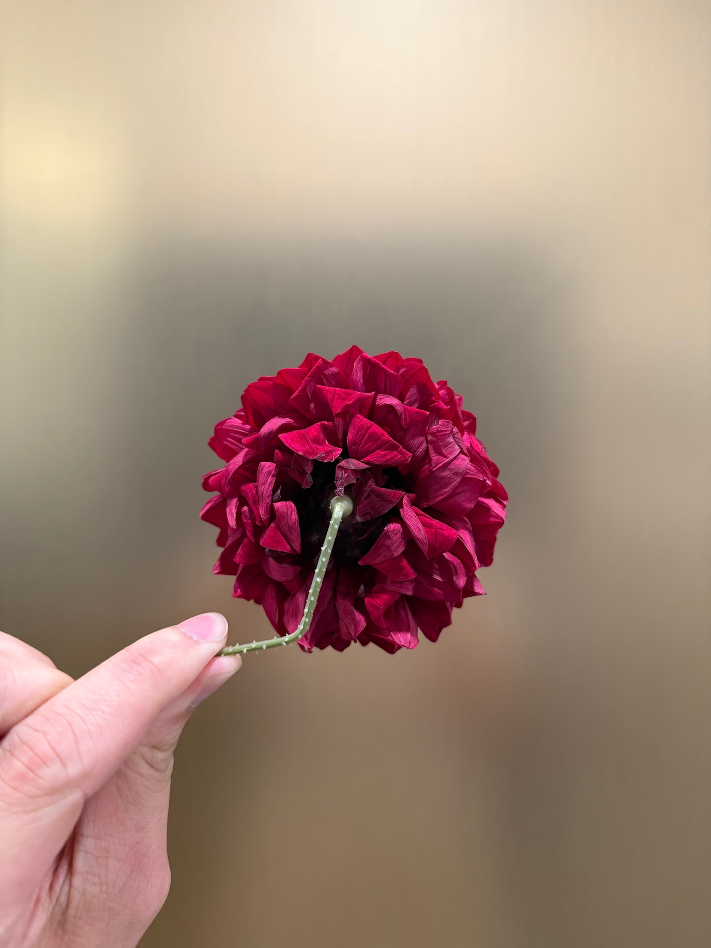 Preserved Dahlia (strawberry)