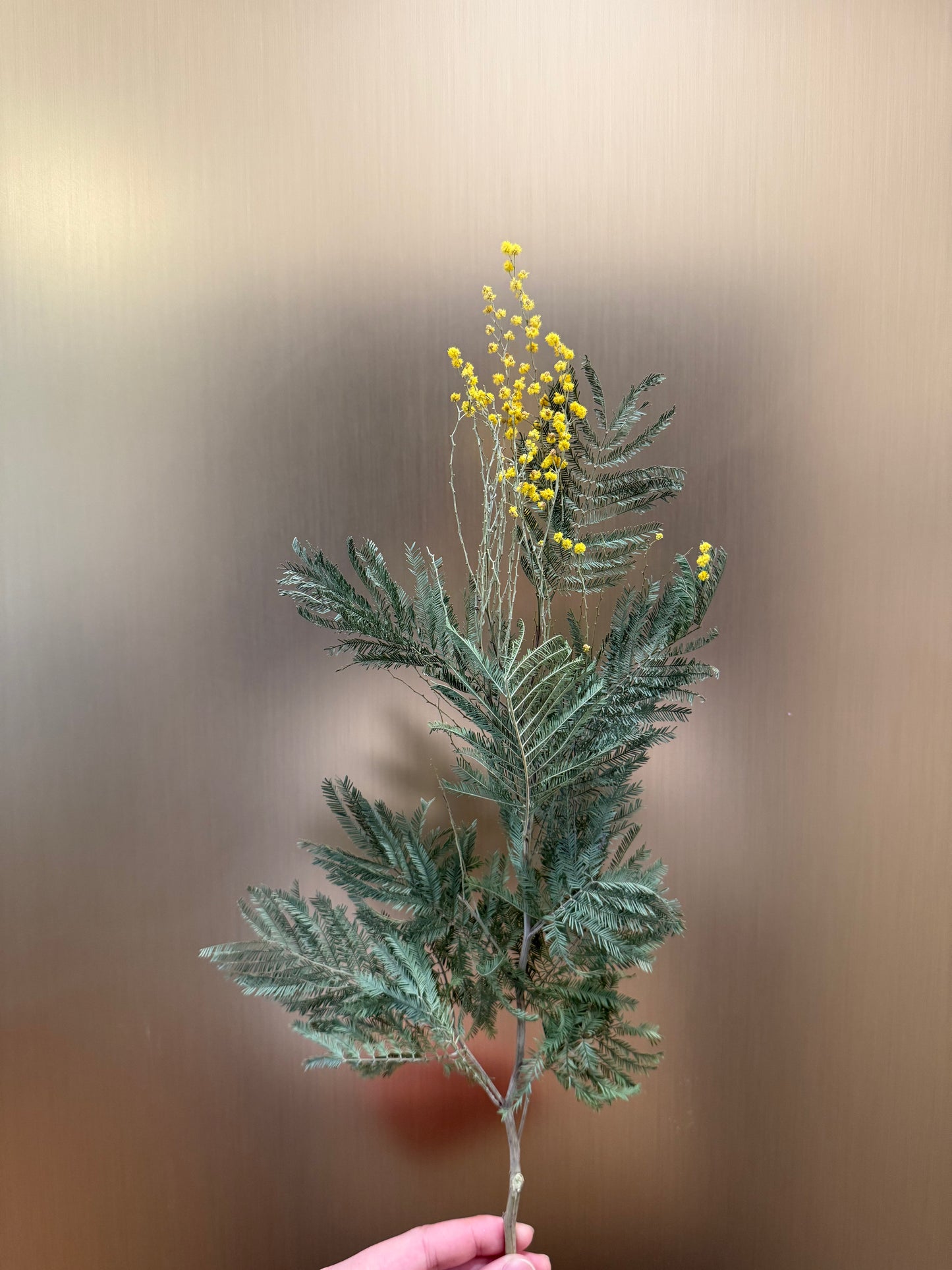 Mimosa