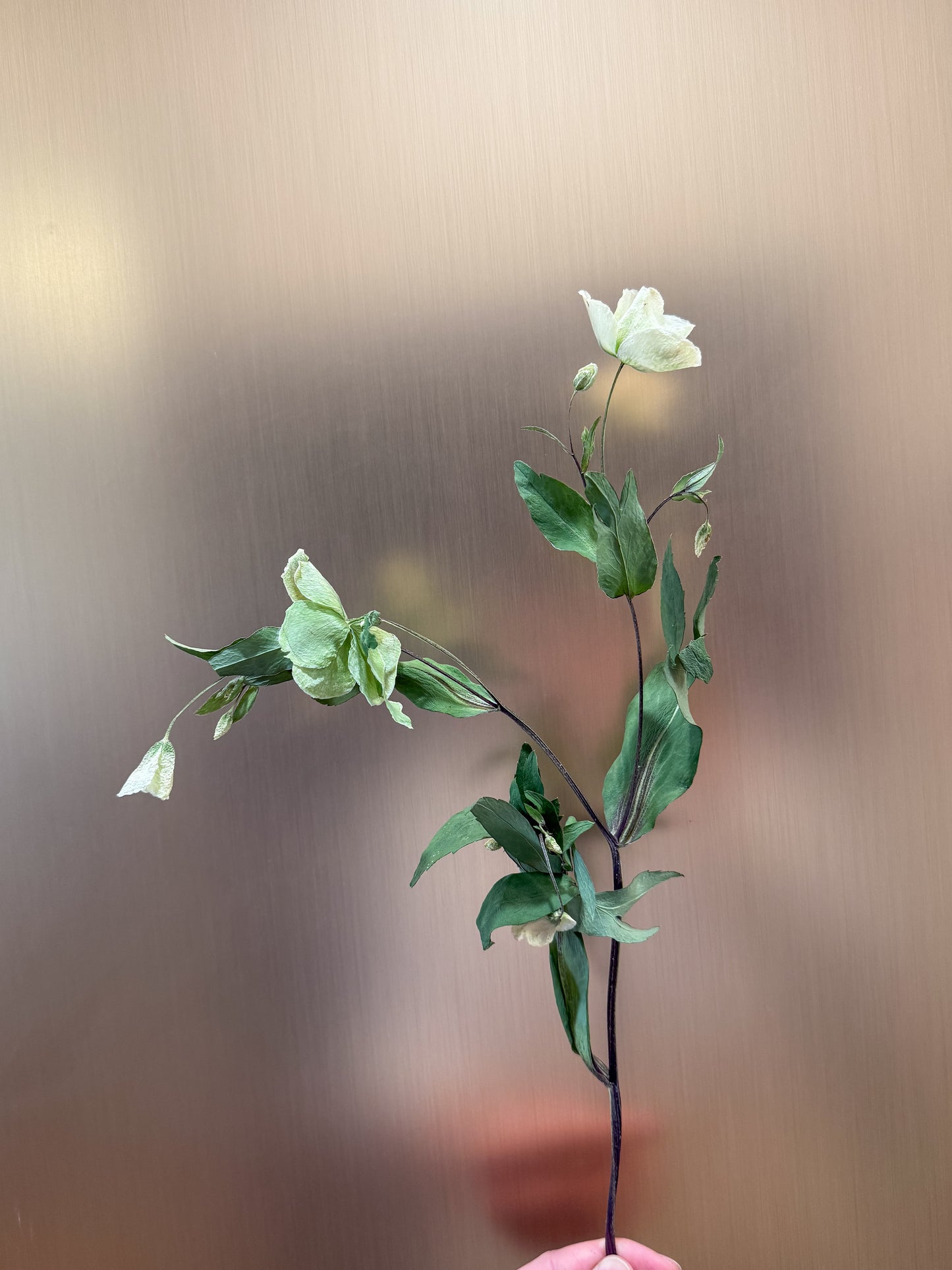 Hellebores