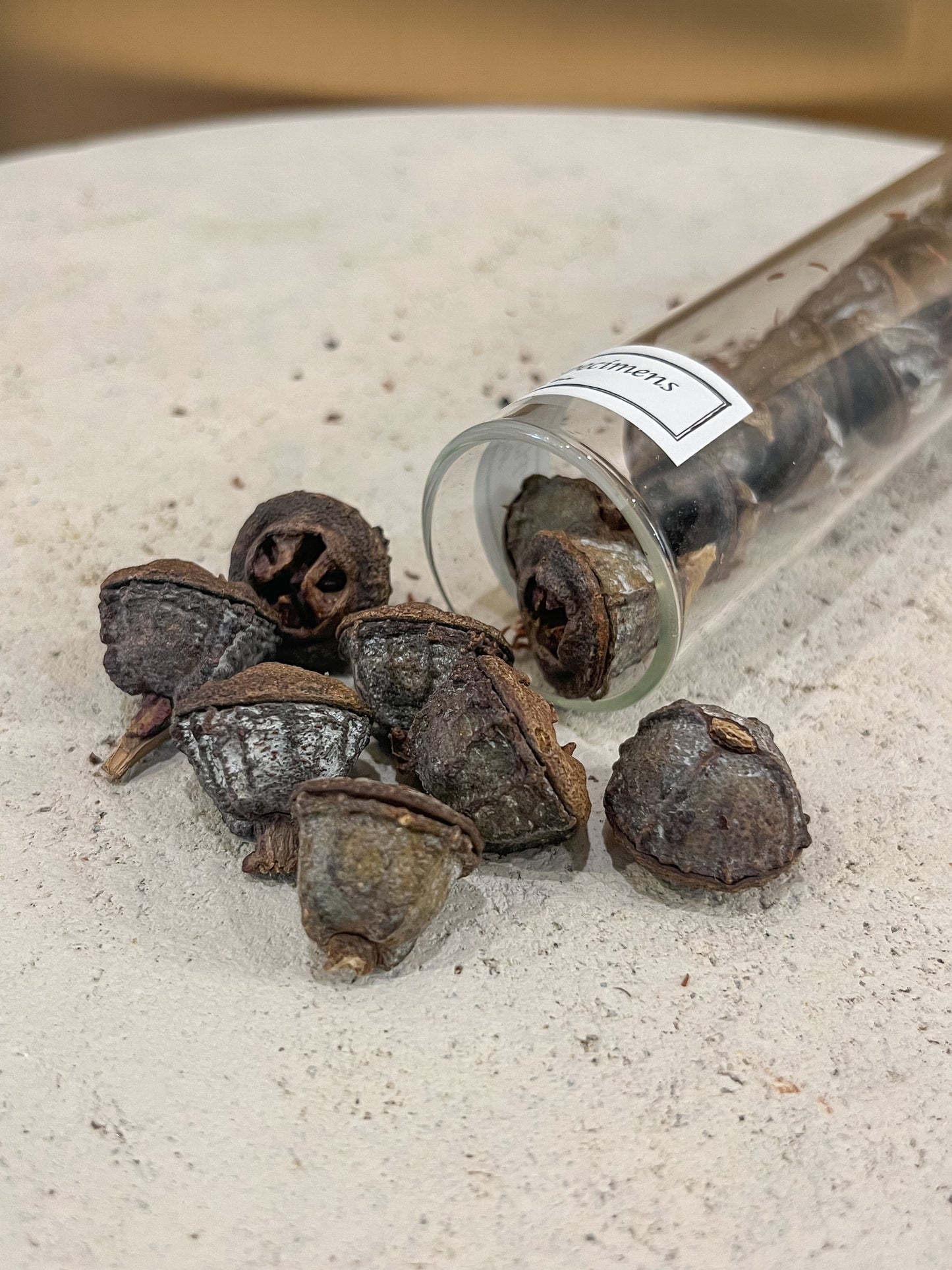 Eucalyptus pods