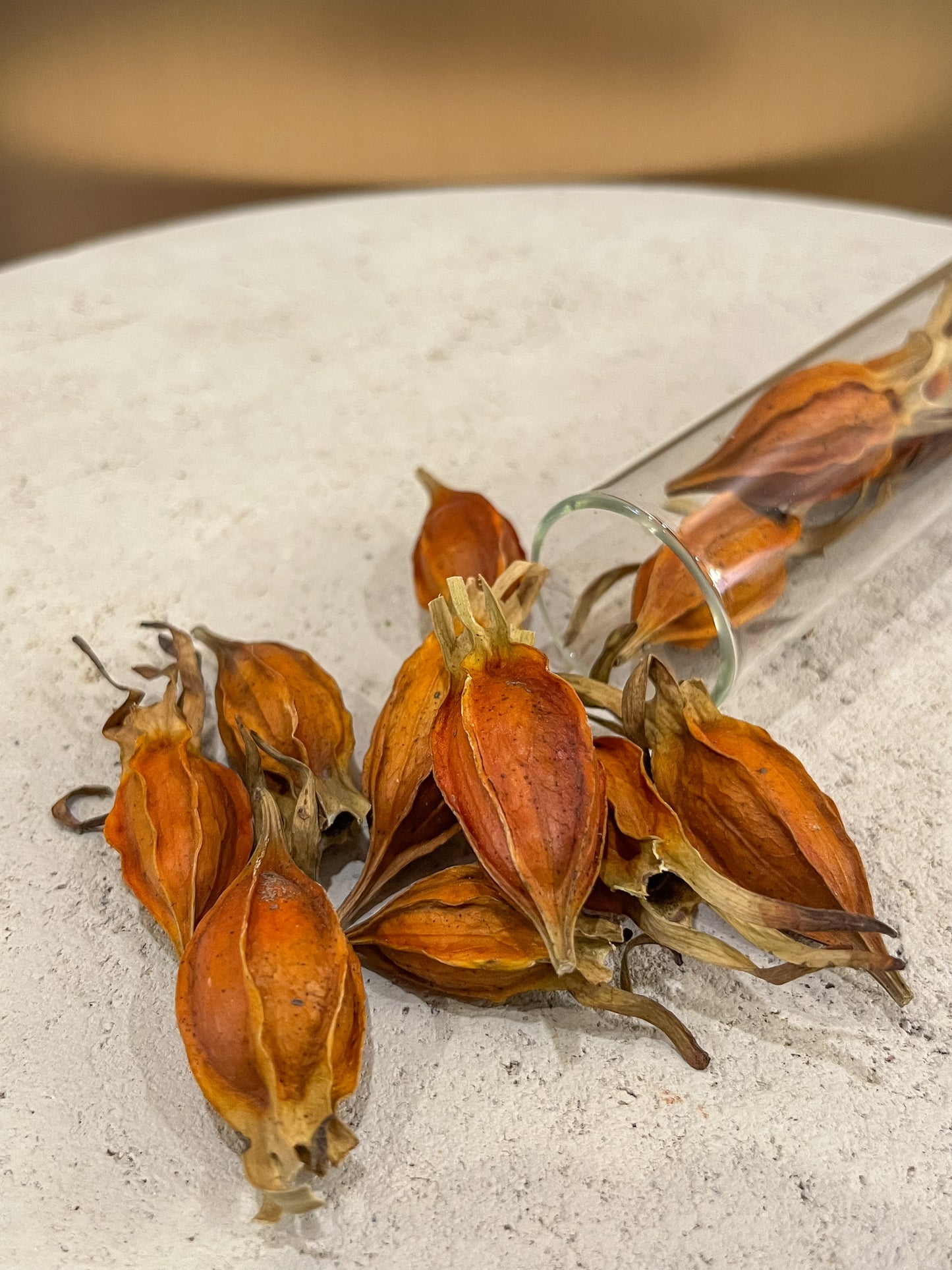 Gardenia Pods