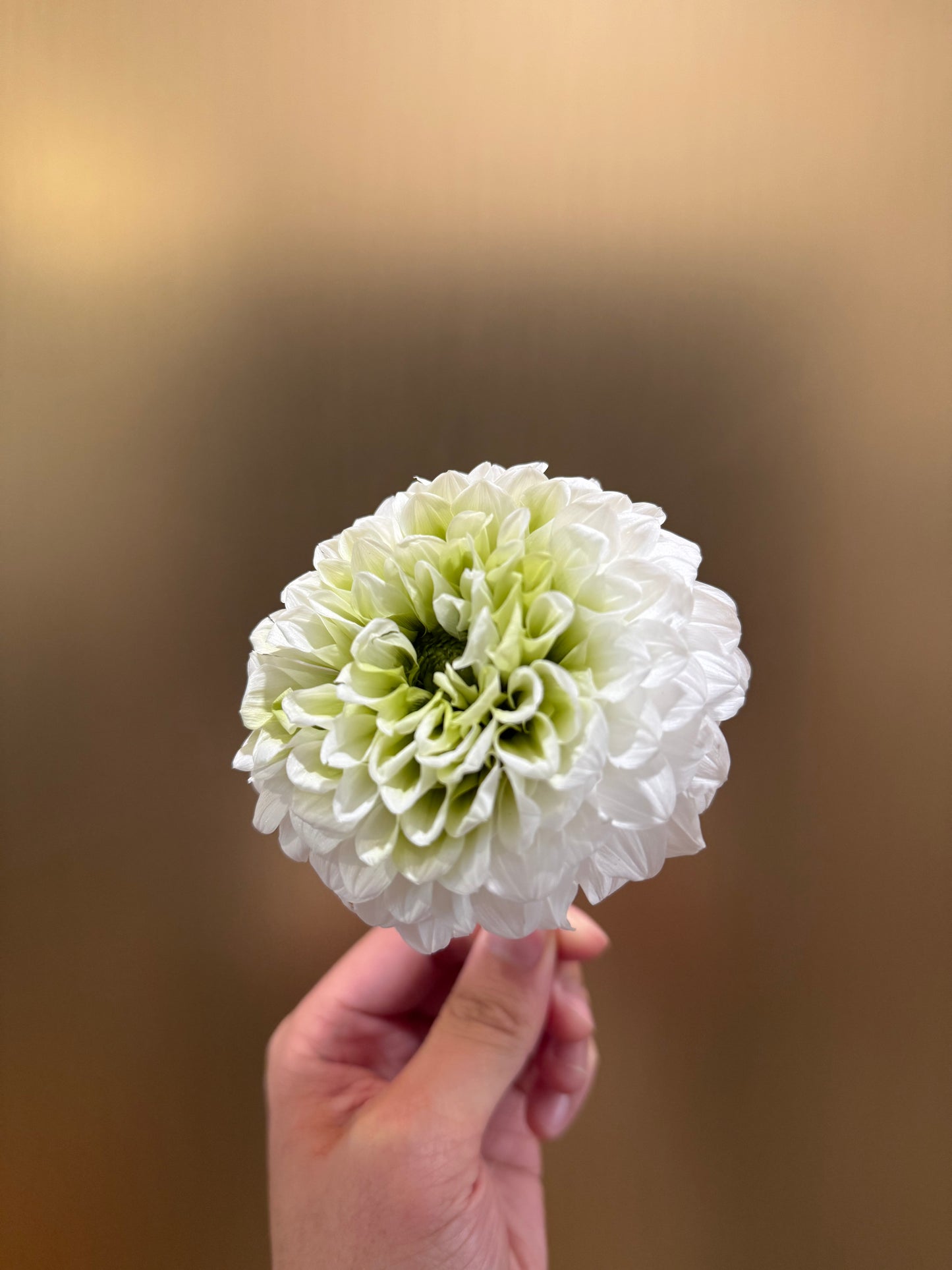 Preserved Dahlia (white)