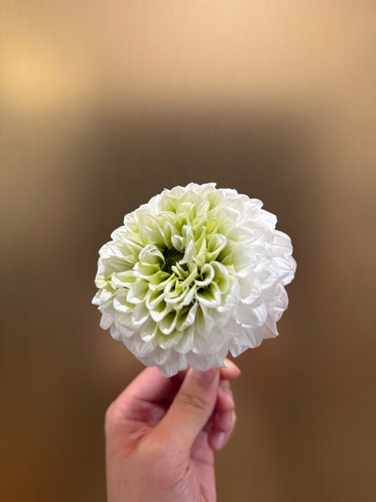 Preserved Dahlia (white)