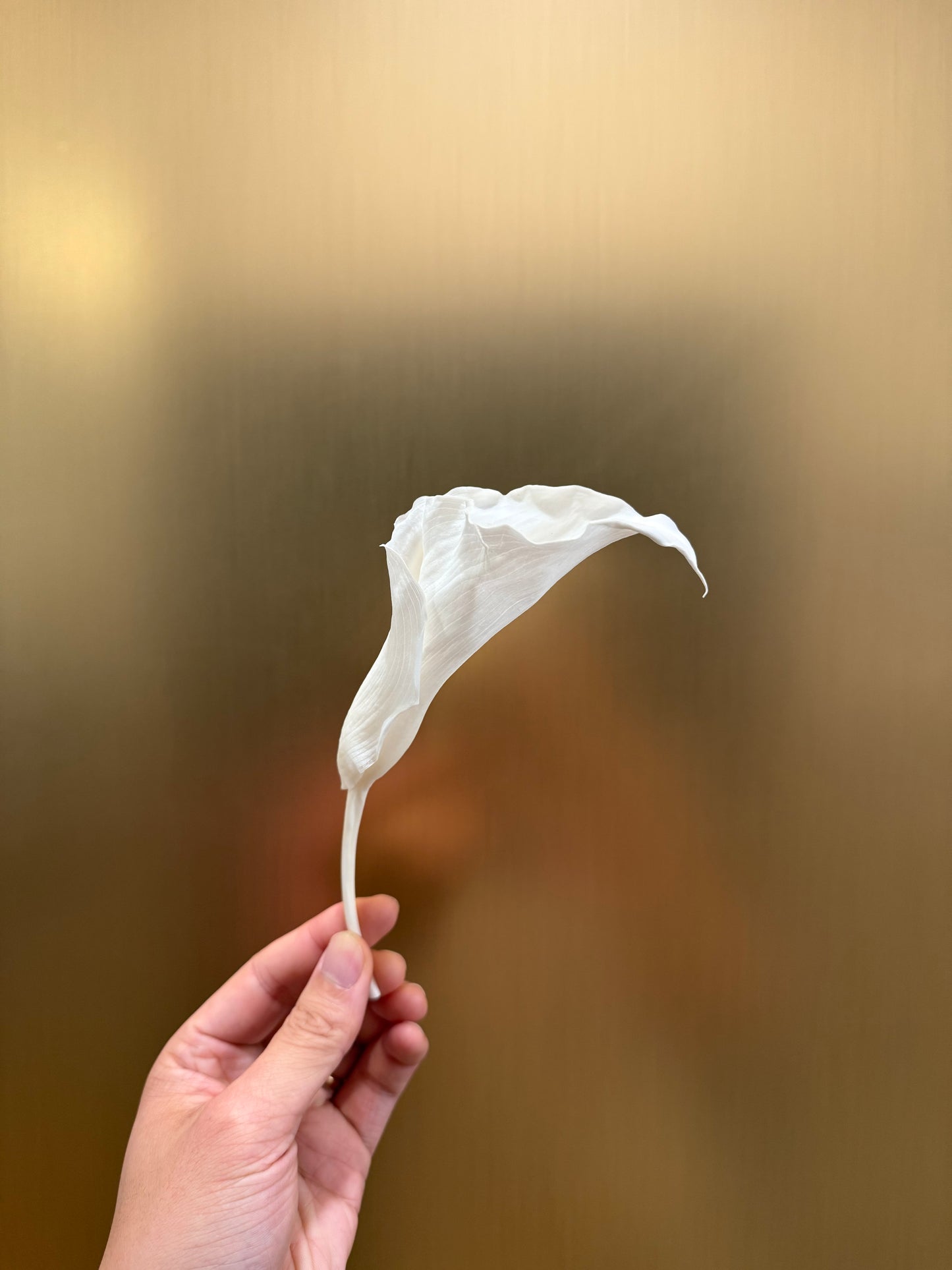 Calla Lily