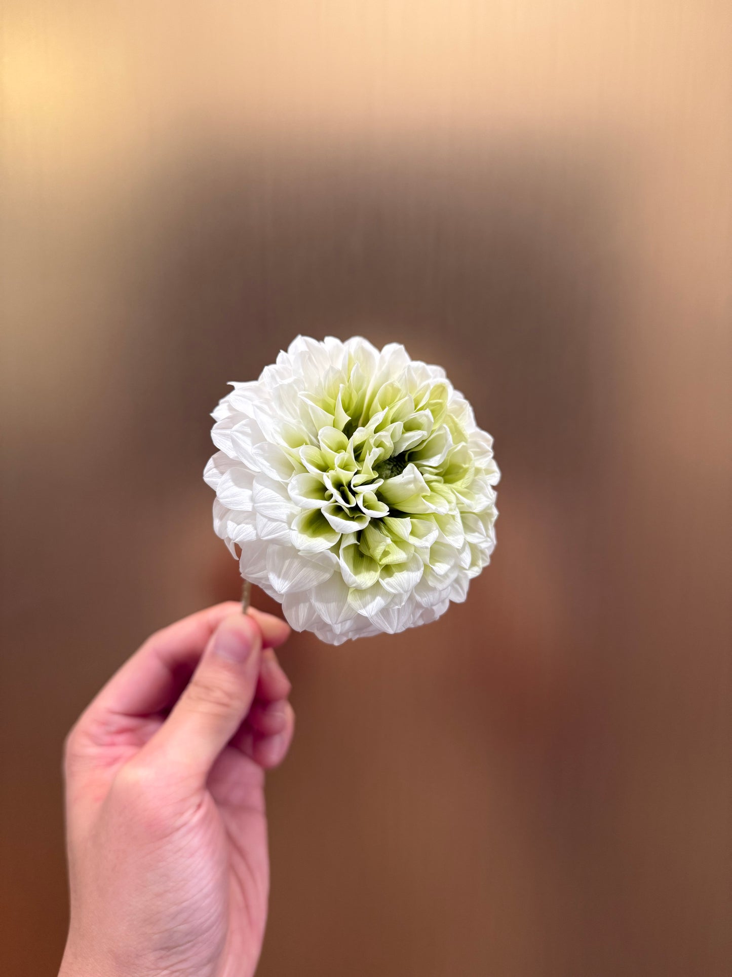 Preserved Dahlia (white)