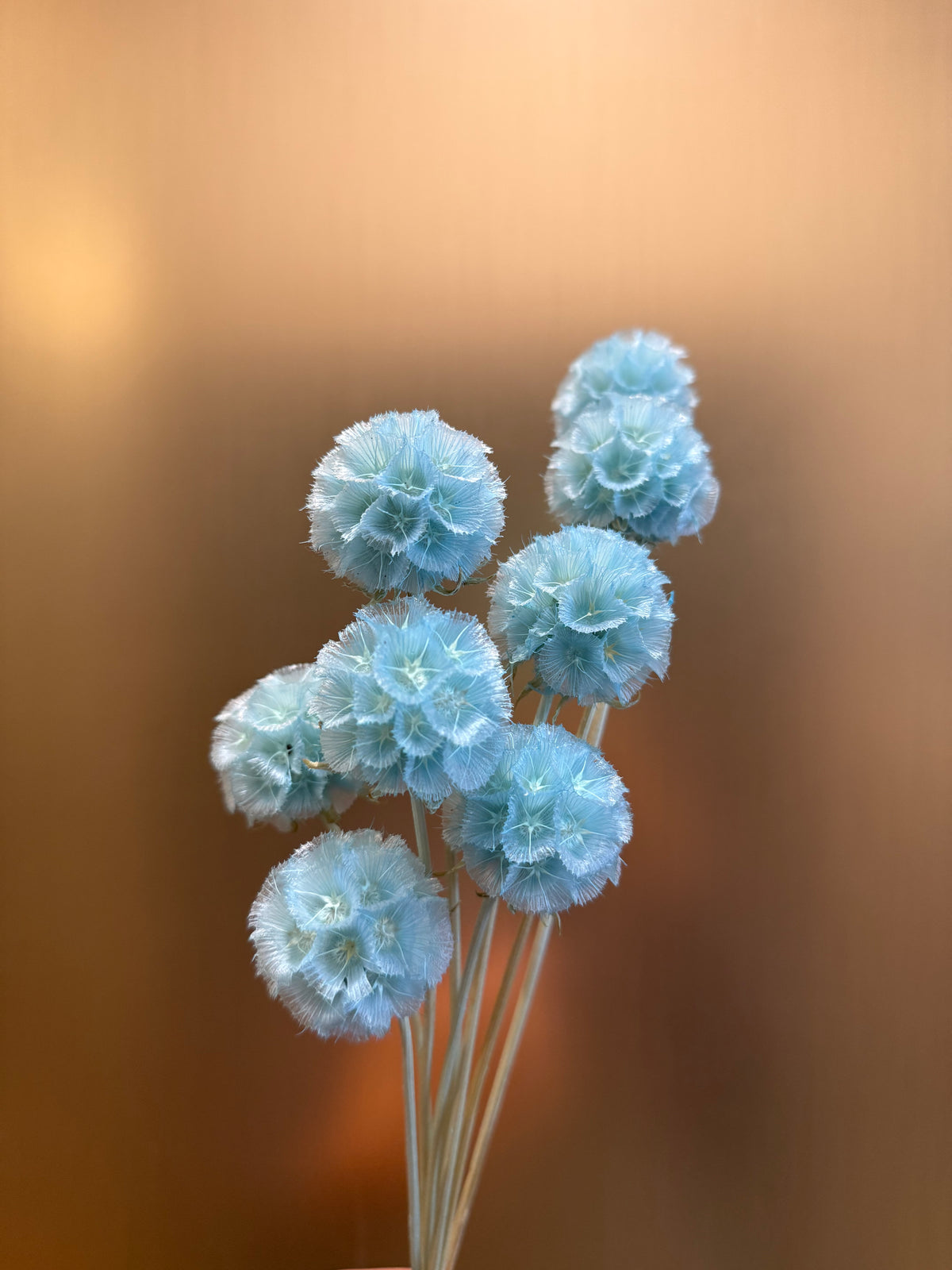 Starflower