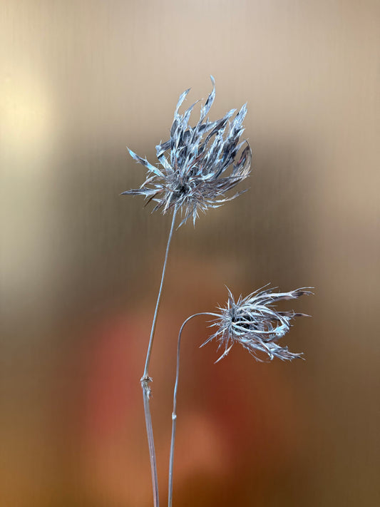 Silver thistles