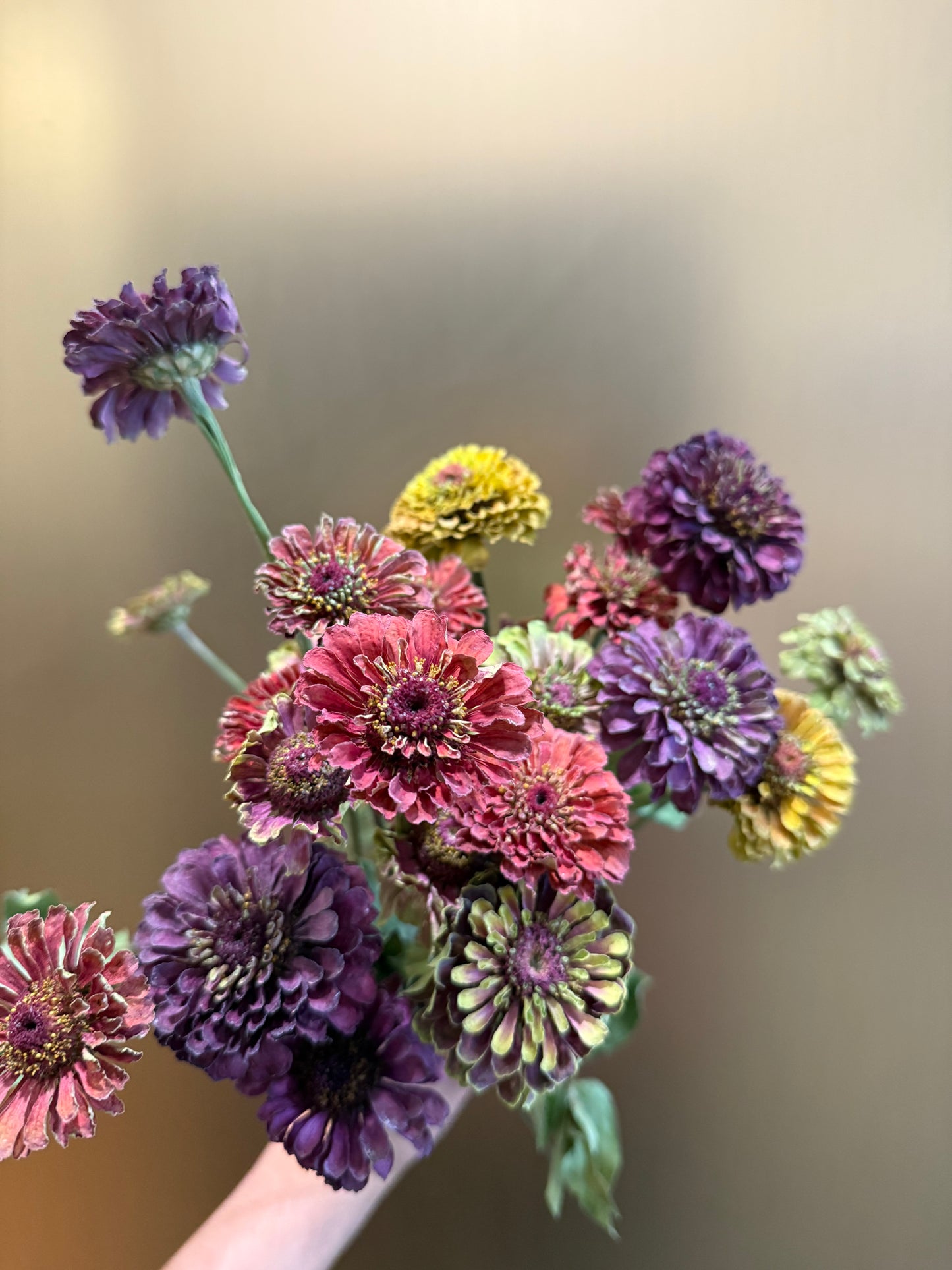Preserved Zinnias