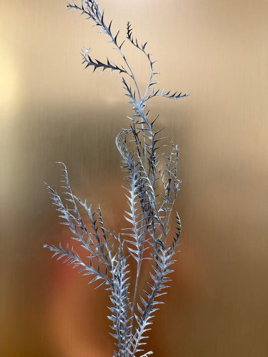 Silver Swords Fern