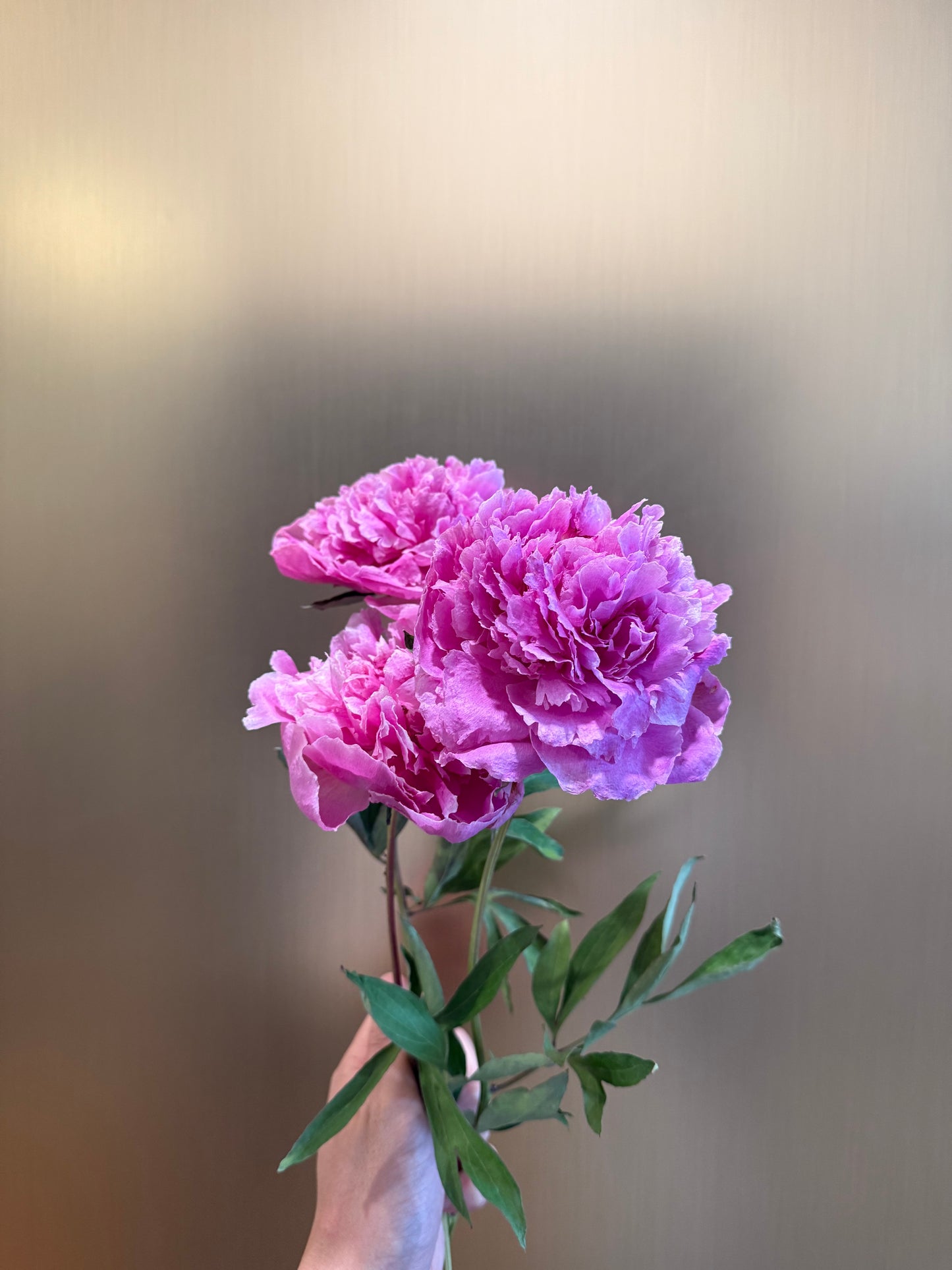 Preserved peonies Sarah Bernhardt