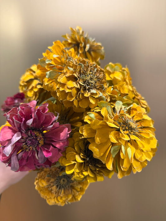 Preserved zinnias