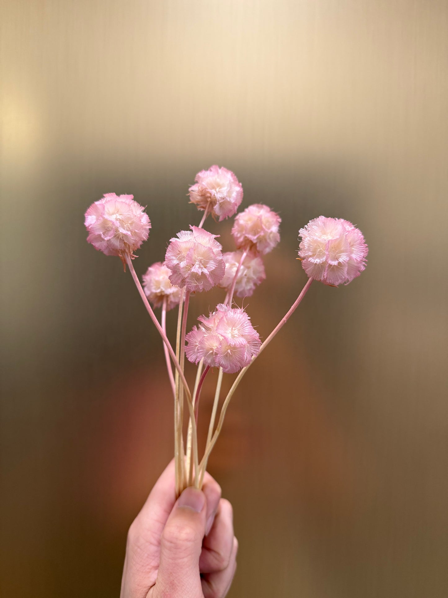 Starflower Pincushion