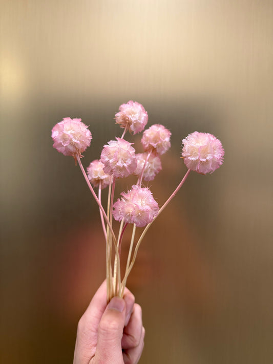 Starflower Pincushion