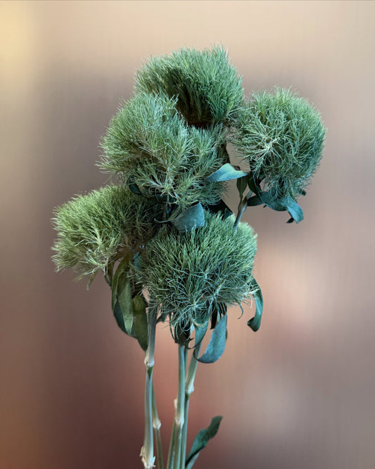 Preserved Green Ball Dianthus