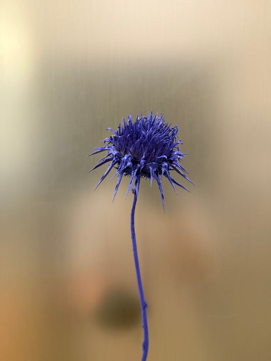 Purple artichoke