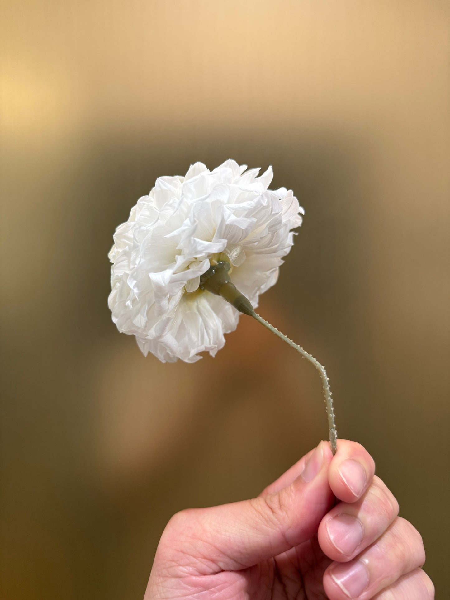 Preserved Dahlia (white)