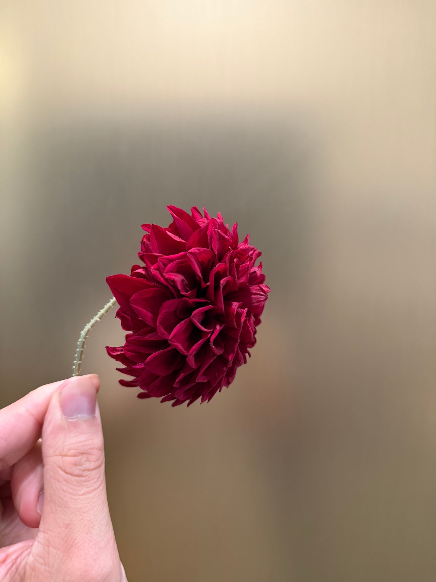 Preserved Dahlia (strawberry)
