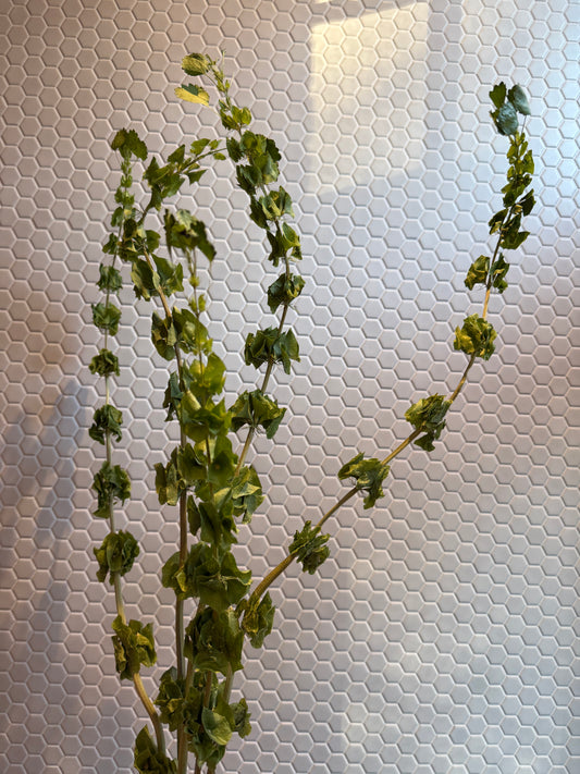 Bells of Ireland for Lia