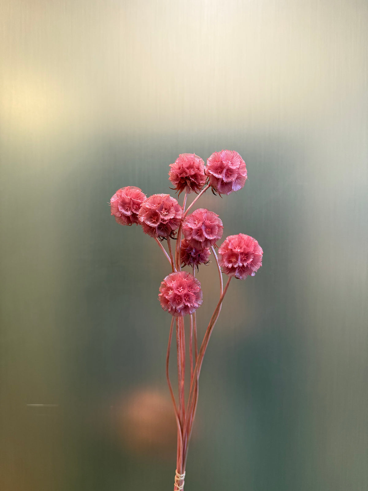 Starflower