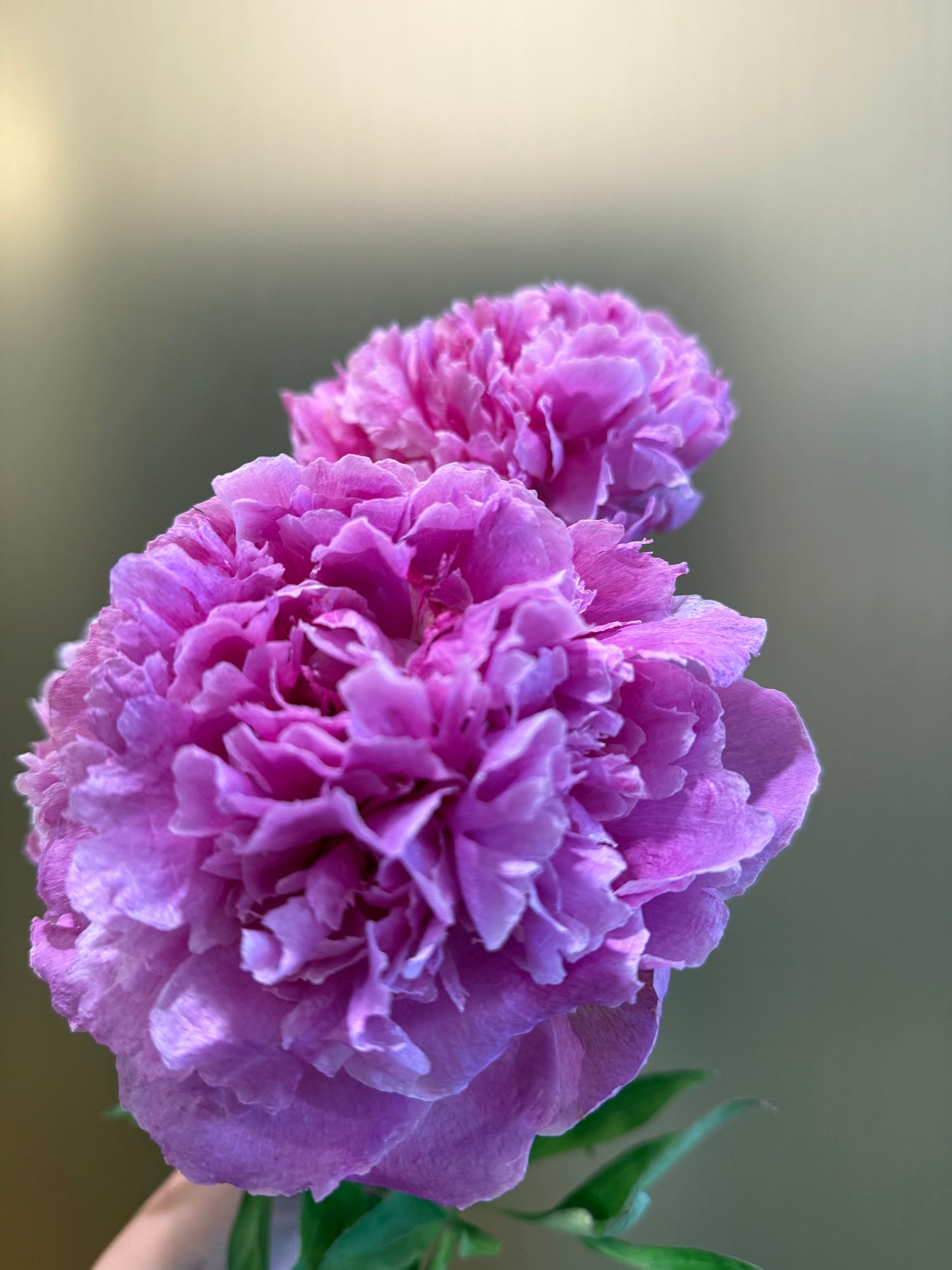 Preserved peonies Sarah Bernhardt