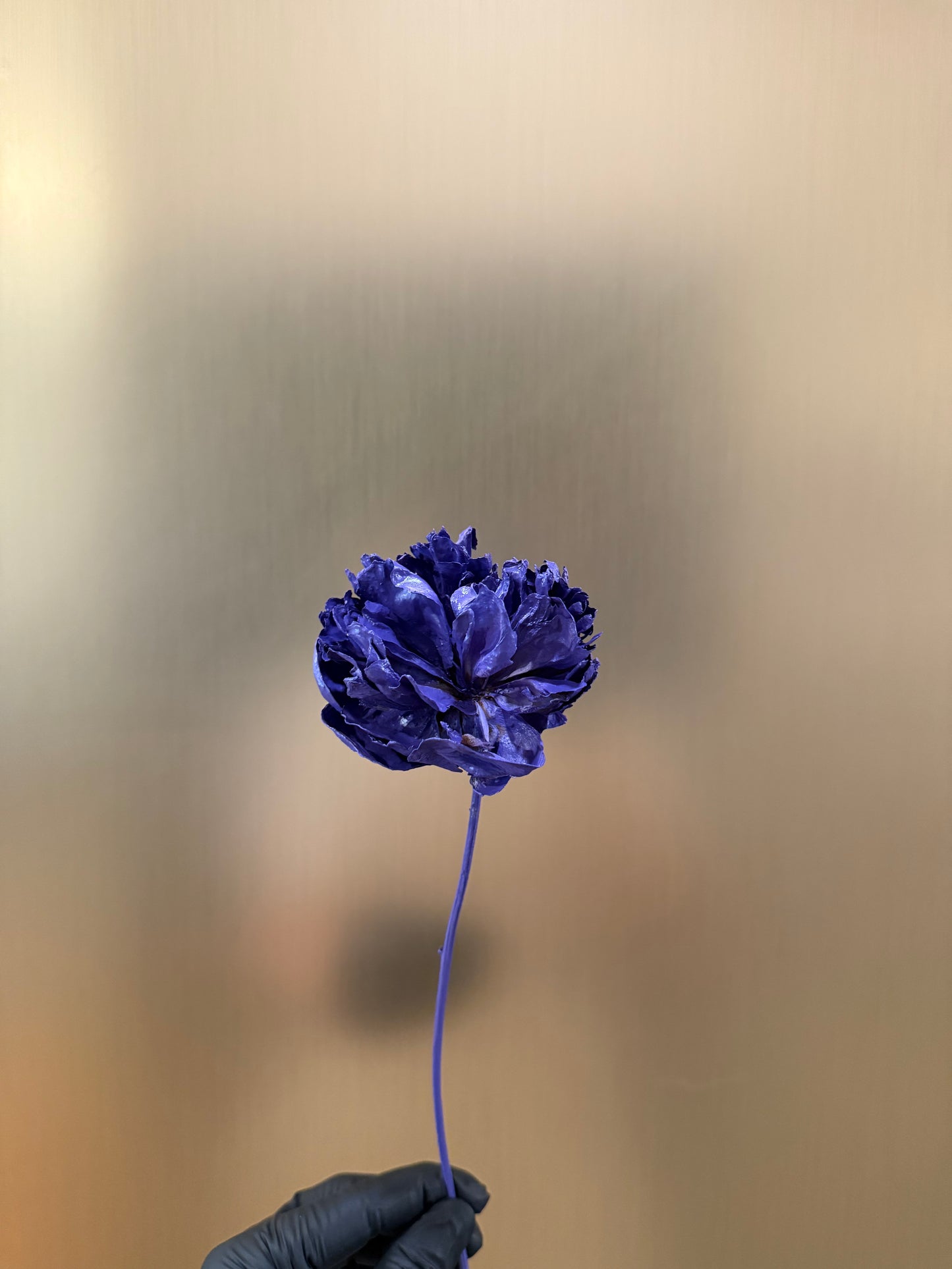 Purple David Austin Rose
