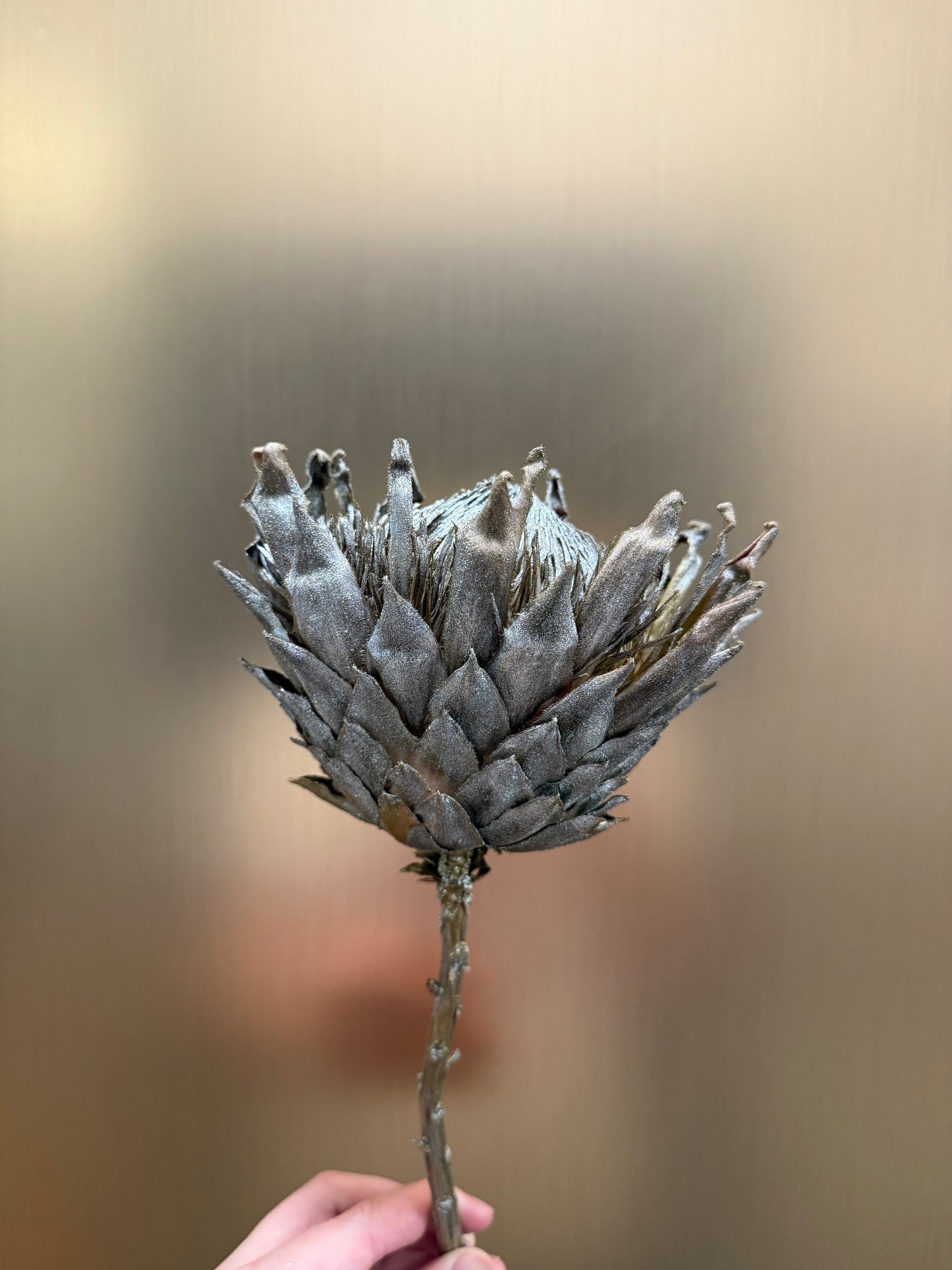 Preserved King Protea (gold)