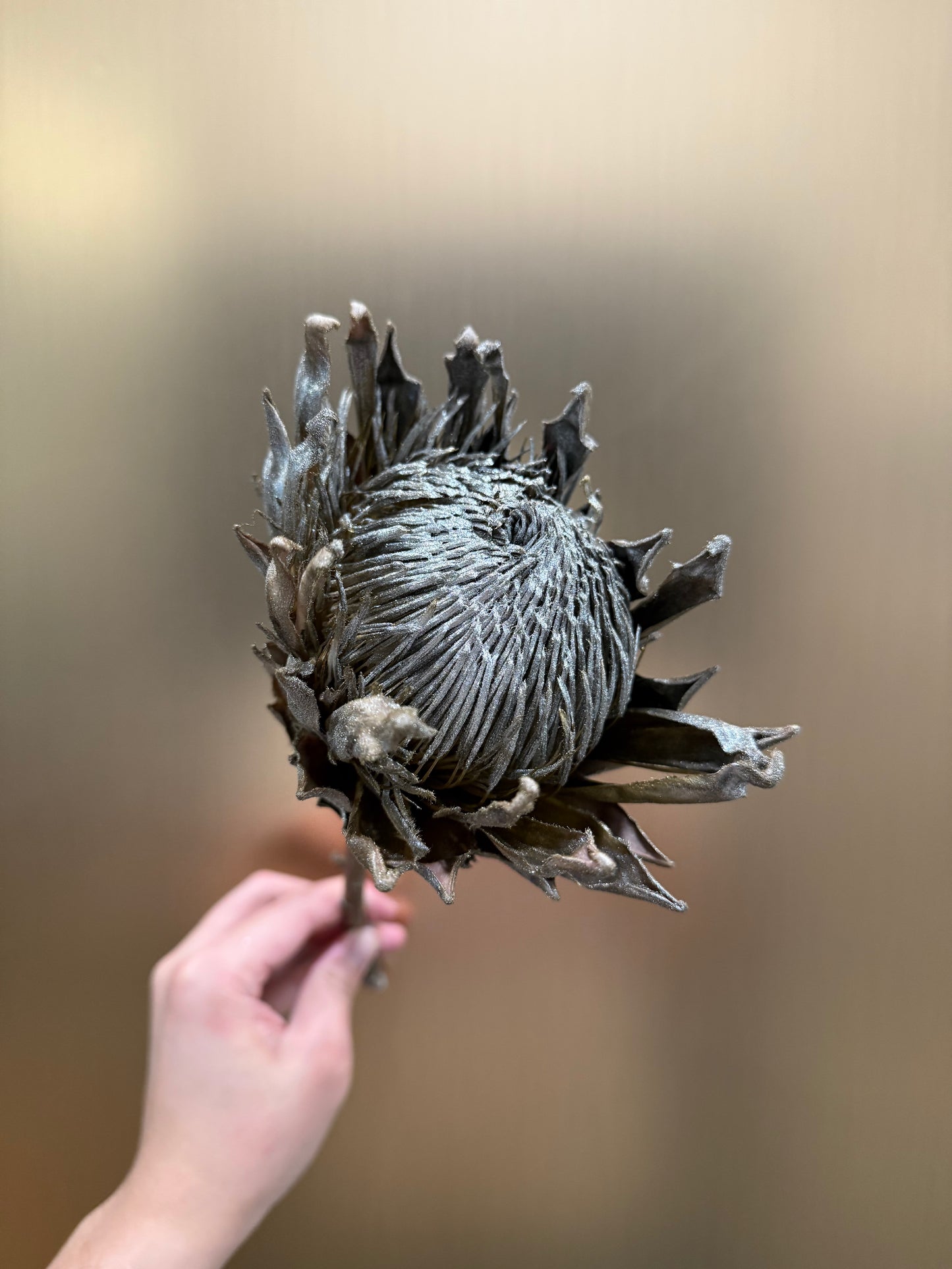 Preserved King Protea (gold)