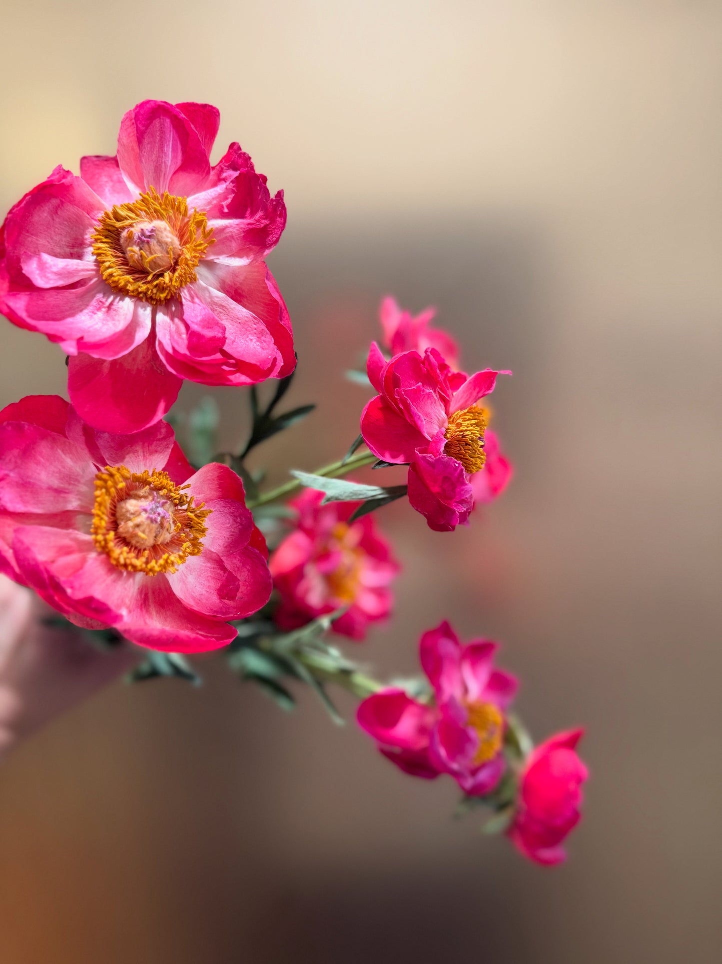 Preserved peonies Coral