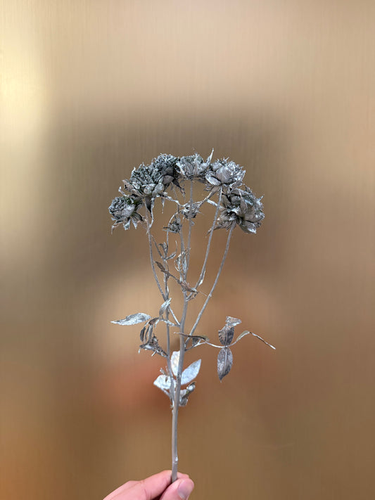 Silver Spray roses
